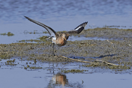 黑尾 godwit 在丹麦的自然栖息地