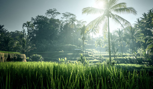 tegalalang 水稻露台，巴厘岛，印度尼西亚