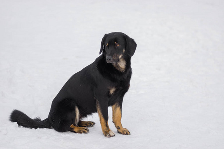 混合型黑色流浪狗的肖像坐在一条冬日的街道上寂寞