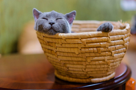小灰猫睡在篮子里的特写视图