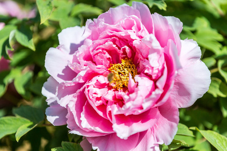 美丽的花朵, 牡丹.粉红牡丹花背景照片