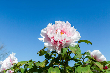 美丽的花朵, 牡丹。粉红牡丹花背景