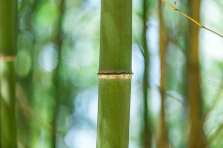 竹科在竹林里，美丽的绿色自然背景