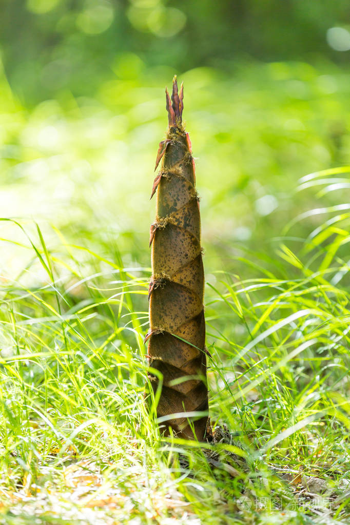 在山的心脏生长的竹笋