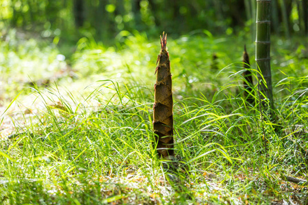 竹笋在山的心脏生长的竹笋照片