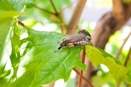 关闭了视图的两个欧洲甲虫虫害常见金龟子 大栗 也被称为五月 bug 或蚁蛉虫似的在夏天时候枫叶树树枝上的。漂亮生动的详细的