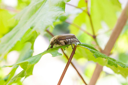 关闭了视图的欧洲甲虫虫害常见金龟子 大栗 也被称为五月 bug 或蚁蛉虫似的在枫叶在夏季时间。好生动详细的背景与金龟子甲虫