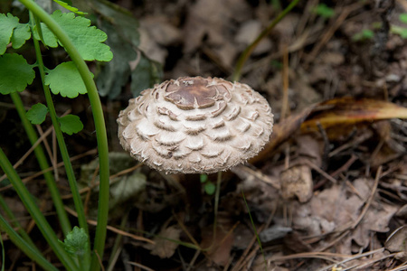 阳伞蘑菇称为 Macrolepiota procera 或环柄菇 procera 是与大，突出的子机构，类似于一把伞，担子菌类。
