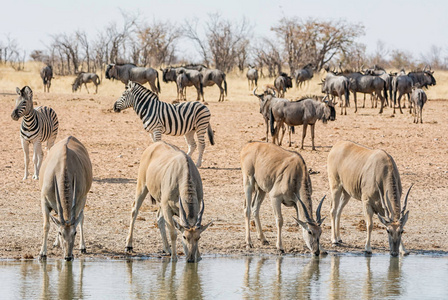 Elands 在纳米比亚稀树草原上的一个水坑里