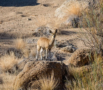 Klipspringer 羚羊在南部非洲