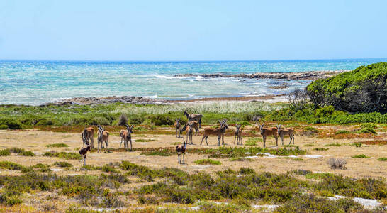 Elands 和 Bonteboks 在非洲南部的海洋旁