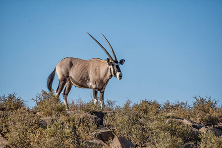 非洲南部大草原上的一只成年大羚羊羚羊