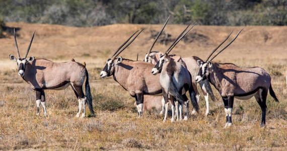 大羚羊羚羊家族群, 矗立在南部非洲稀树草原上
