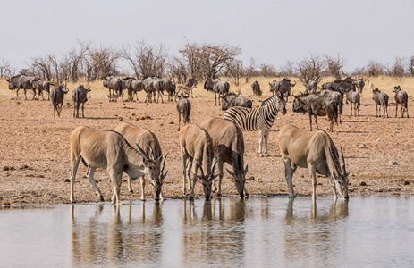 Elands, 斑马和蓝色牛羚在纳米比亚大草原上的一个饮水孔