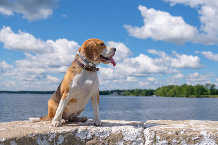 美丽的肖像猎犬狗在蓝天背景和白色积云在岸边的一条深河