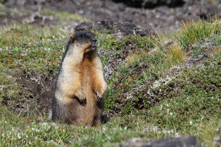 黑色帽子大理石marmota camtschatica