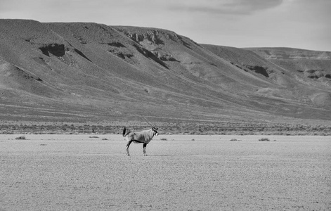 非洲南部大草原上的大羚羊羚羊