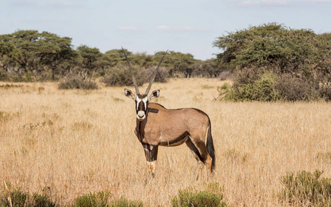 非洲南部大草原上的大羚羊羚羊