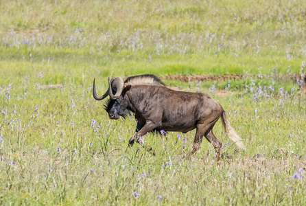 在南部非洲大草原上奔跑的黑羚羊