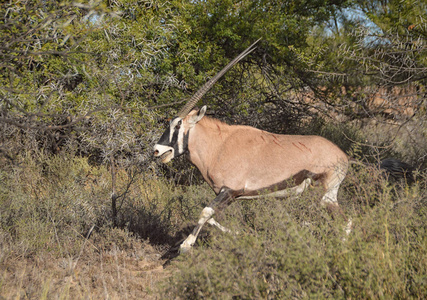 大羚羊在 camelthorn 树上奔跑时划伤自己