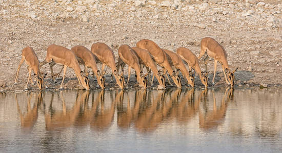 在纳米比亚稀树草原的一个水坑里喝了一群黑斑羚