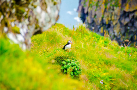 冰岛海岸的雀鸟
