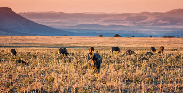 非洲南部大草原上的黑色牛羚