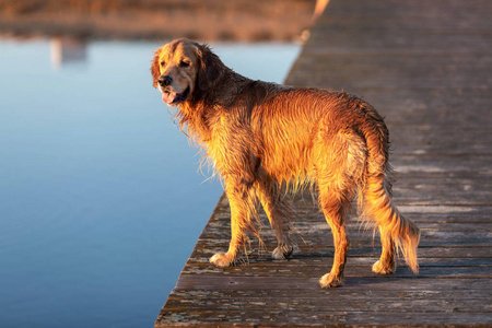 湿金色猎犬站在木桥上的水在日落光