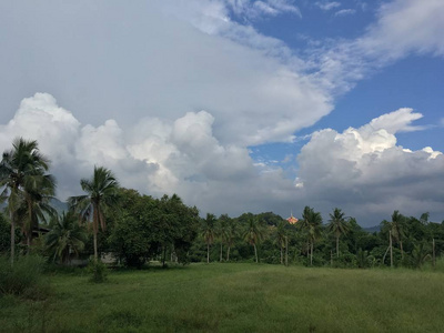 天空中绿树成荫的棕榈树和房屋景观