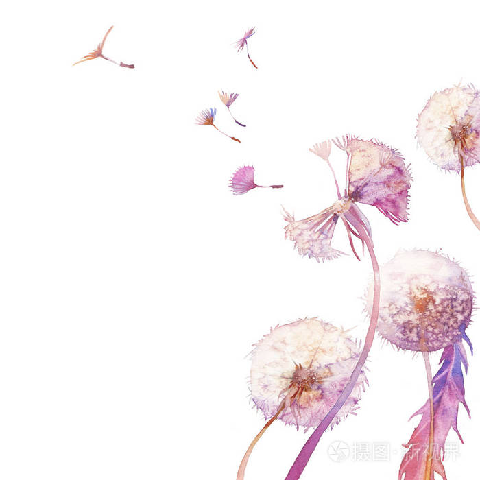 水彩蒲公英插图.blowballs 在白色背景上.手绘卡设计