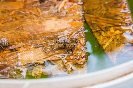 忙碌的蜜蜂，关闭了视图工作蜜蜂。漂浮在水面上的木板。蜜蜂关闭了显示动物饮用水在夏季时间