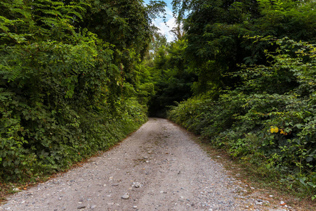 乡村的泥土路被树木环绕图片