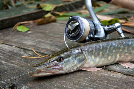 鲈鱼钓北鱼图片