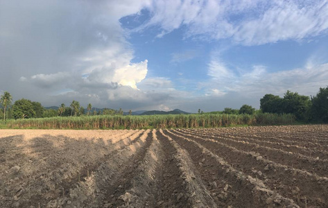 在多云的天空上有棕榈树和绿树的风景