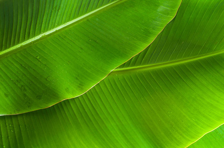 纹理绿色的香蕉叶子背景