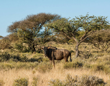 非洲南部大草原上的蓝角羚