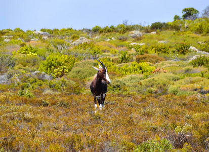 非洲南部 fynbos 一角的邦特博克羚羊