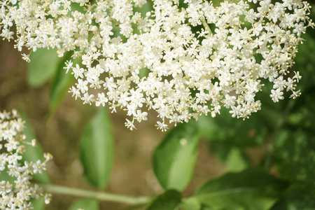 黑色 Elderberries 花关闭, 宏观摄影, 不同角度, 选择性聚焦, 阳光明媚的一天