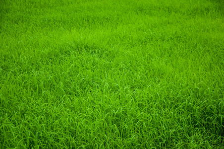 泰国农场的绿色生长水稻背景