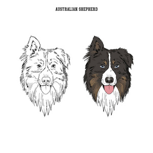 澳大利亚牧羊犬肖像, 狗品种