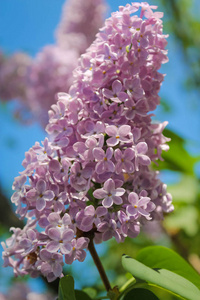 紫色束丁香花, 蓝色的天空上的小花朵