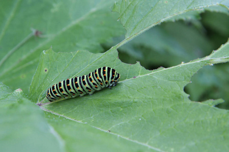 鳞翅目昆虫鳞翅目幼虫papilio machaon kamchadalus照片