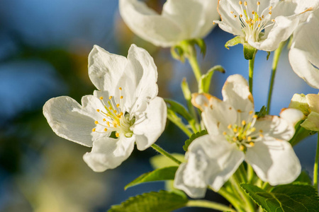 苹果树的树枝, 白色的花朵对着清澈的蓝色的春天的天空