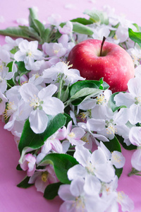 盛开的苹果树枝和苹果在粉红色的木质背景