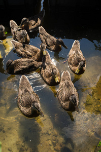 一群雌野鸭在夏日的湖面上游泳