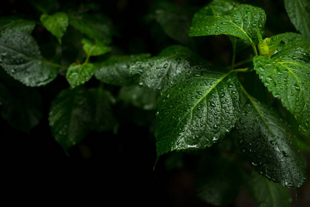 绿叶的绣球花。树叶上的水滴。一张名片的雨工作台