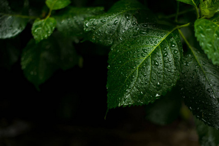 绿叶的绣球花。树叶上的水滴。一张名片的雨工作台