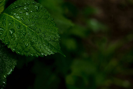 绿叶的绣球花。树叶上的水滴。一张名片的雨工作台