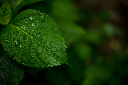 绿叶的绣球花。树叶上的水滴。一张名片的雨工作台