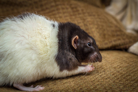 雷克斯豚鼠图片